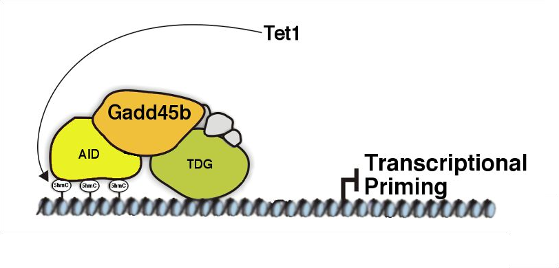 Schematic of epigenetic regulation by Gadd45b: a Gadd45b–AID–TDG protein complex with Tet1 acts on DNA, leaving 5hmC marks and priming transcription