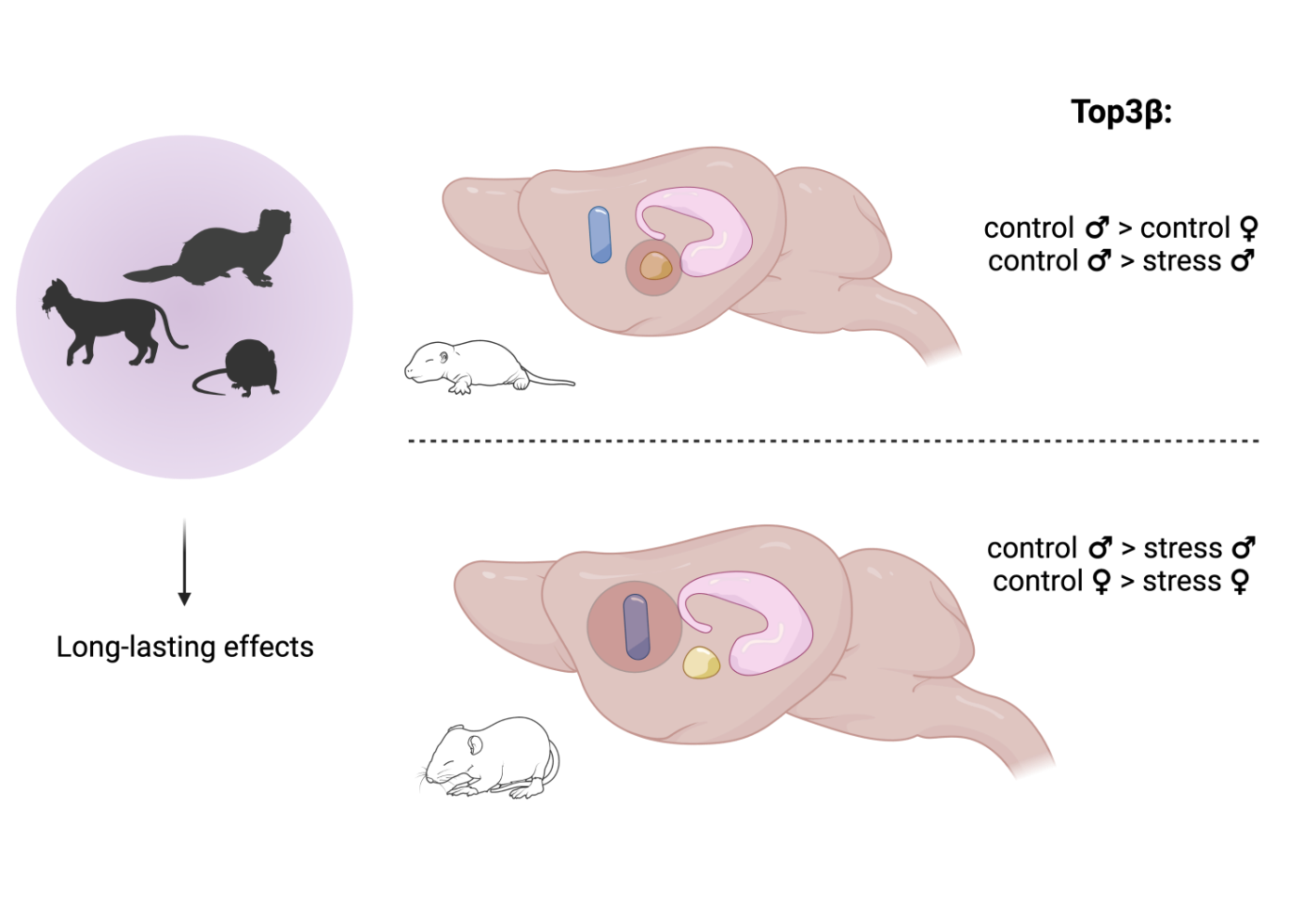 Mouse brain regions