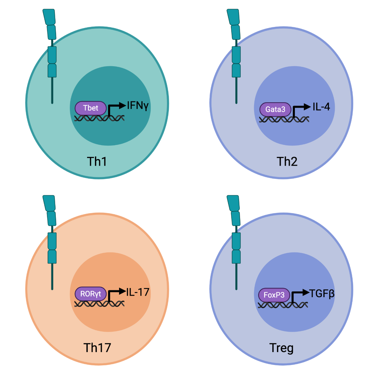 T-cell subsets