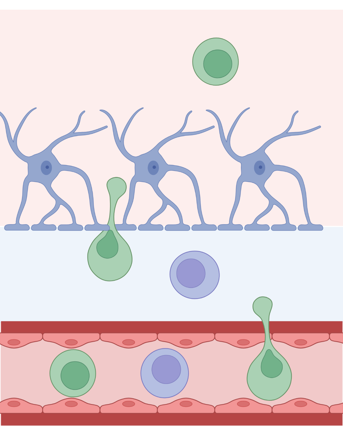 Immune cells at the brain's vascular borders